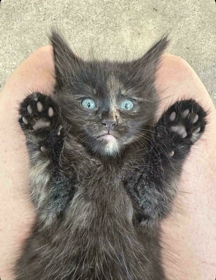 134 Times Cats Made Their Owners Laugh And They Had To Share Pics Online (New Pics)