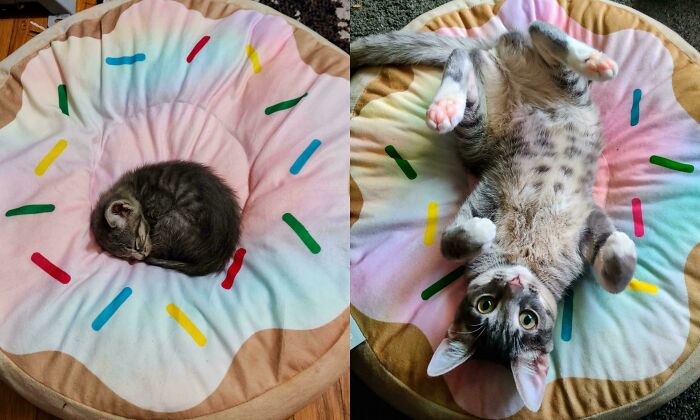 134 Times Cats Made Their Owners Laugh And They Had To Share Pics Online (New Pics)
