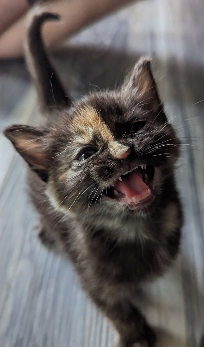 134 Times Cats Made Their Owners Laugh And They Had To Share Pics Online (New Pics)