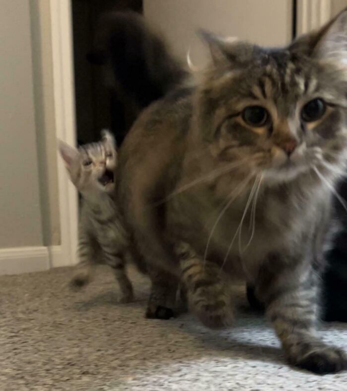 134 Times Cats Made Their Owners Laugh And They Had To Share Pics Online (New Pics)