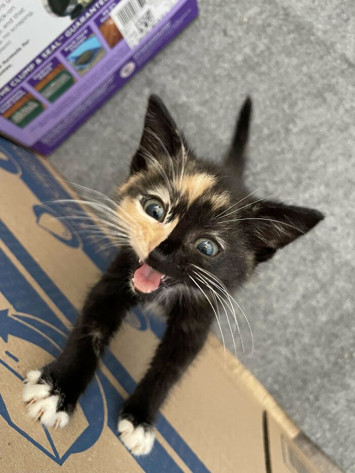 134 Times Cats Made Their Owners Laugh And They Had To Share Pics Online (New Pics)