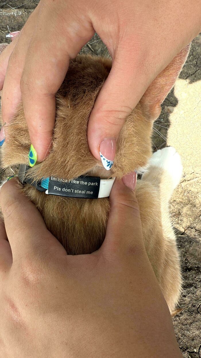 134 Times Cats Made Their Owners Laugh And They Had To Share Pics Online (New Pics)