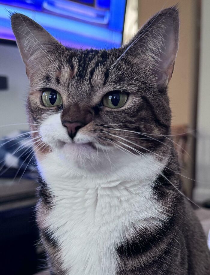 134 Times Cats Made Their Owners Laugh And They Had To Share Pics Online (New Pics)