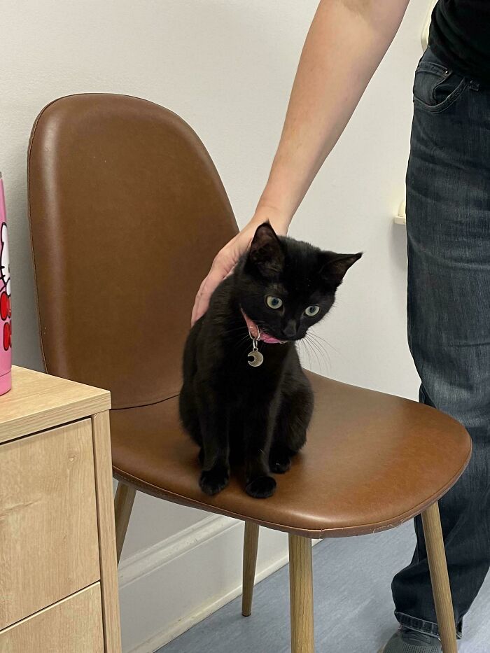 134 Times Cats Made Their Owners Laugh And They Had To Share Pics Online (New Pics)