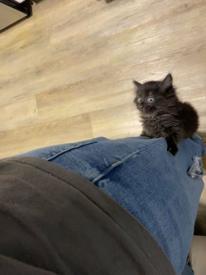 134 Times Cats Made Their Owners Laugh And They Had To Share Pics Online (New Pics)