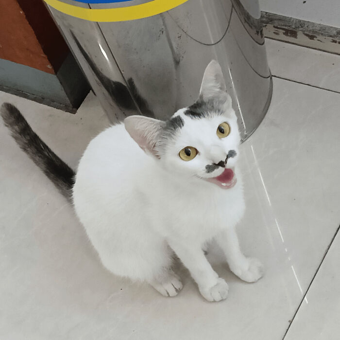 134 Times Cats Made Their Owners Laugh And They Had To Share Pics Online (New Pics)