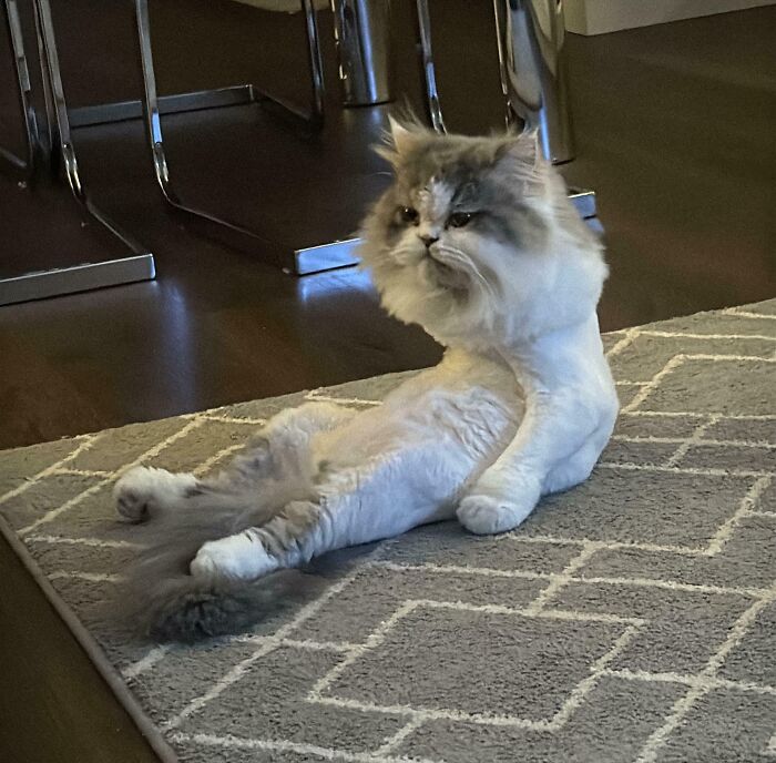 134 Times Cats Made Their Owners Laugh And They Had To Share Pics Online (New Pics)
