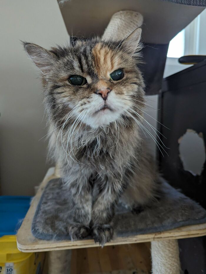 134 Times Cats Made Their Owners Laugh And They Had To Share Pics Online (New Pics)