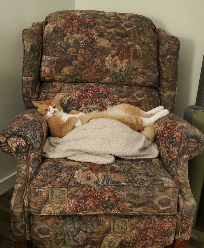 134 Times Cats Made Their Owners Laugh And They Had To Share Pics Online (New Pics)