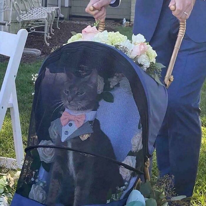 134 Times Cats Made Their Owners Laugh And They Had To Share Pics Online (New Pics)