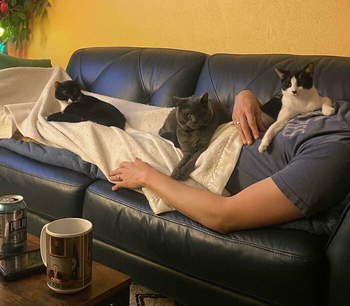134 Times Cats Made Their Owners Laugh And They Had To Share Pics Online (New Pics)