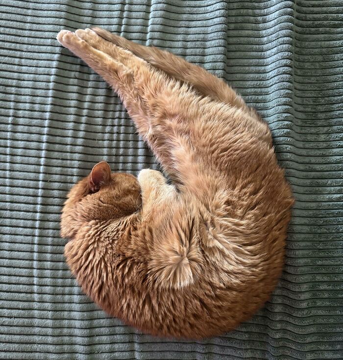 134 Times Cats Made Their Owners Laugh And They Had To Share Pics Online (New Pics)