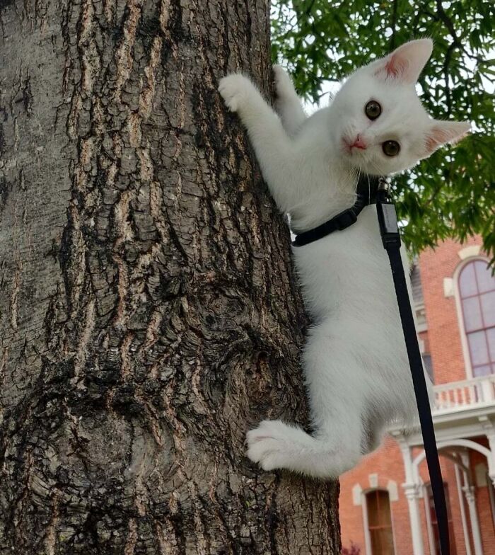 134 Times Cats Made Their Owners Laugh And They Had To Share Pics Online (New Pics)