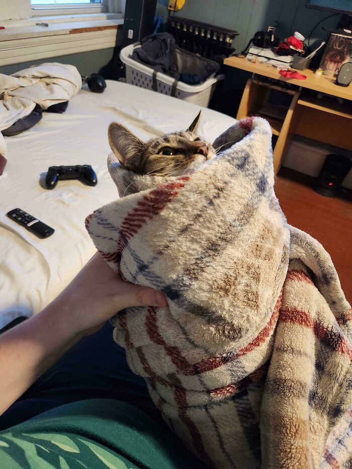 134 Times Cats Made Their Owners Laugh And They Had To Share Pics Online (New Pics)