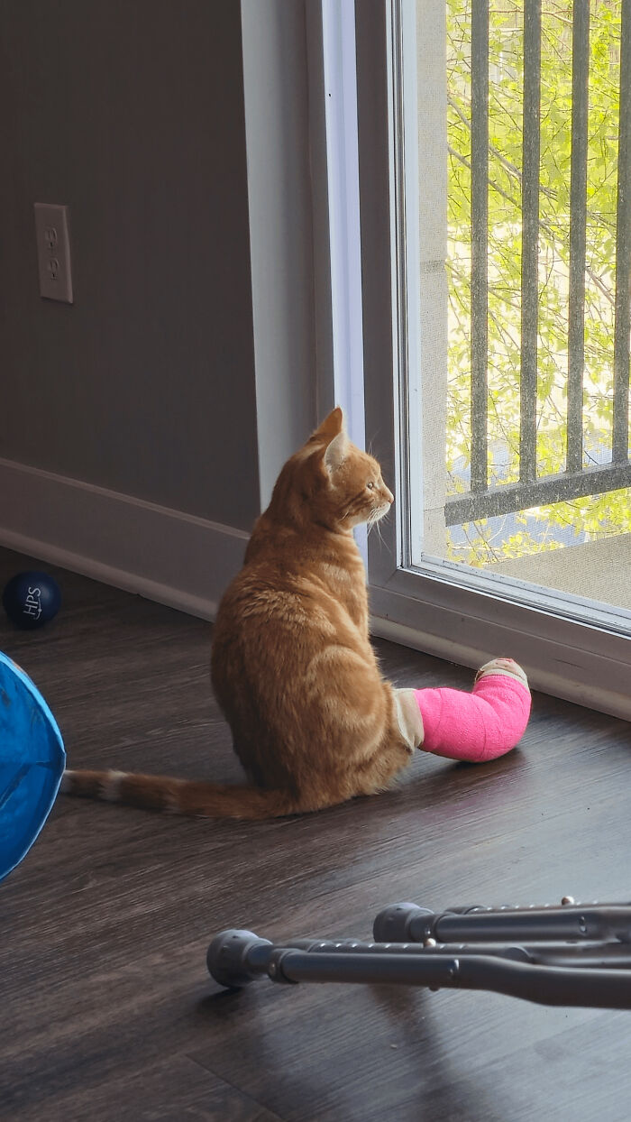 134 Times Cats Made Their Owners Laugh And They Had To Share Pics Online (New Pics)