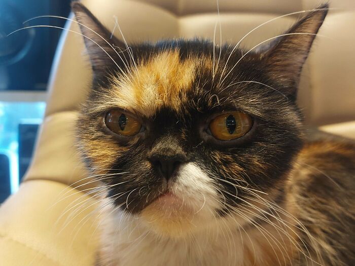 134 Times Cats Made Their Owners Laugh And They Had To Share Pics Online (New Pics)