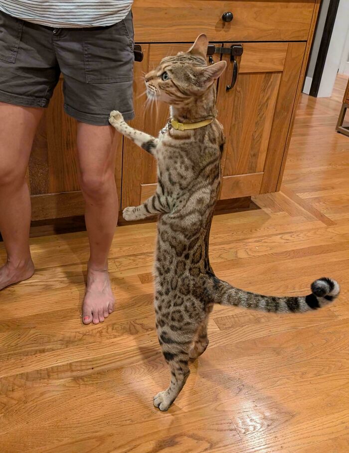 134 Times Cats Made Their Owners Laugh And They Had To Share Pics Online (New Pics)