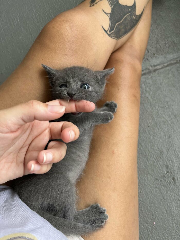 134 Times Cats Made Their Owners Laugh And They Had To Share Pics Online (New Pics)