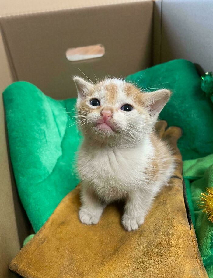 134 Times Cats Made Their Owners Laugh And They Had To Share Pics Online (New Pics)