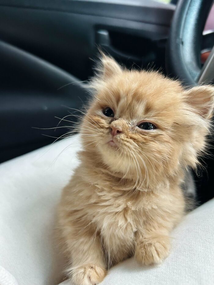 134 Times Cats Made Their Owners Laugh And They Had To Share Pics Online (New Pics)