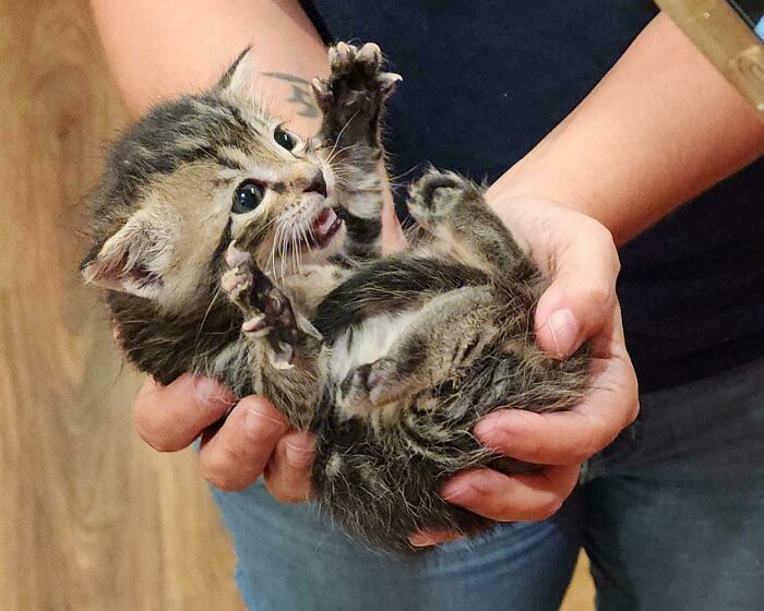 134 Times Cats Made Their Owners Laugh And They Had To Share Pics Online (New Pics)