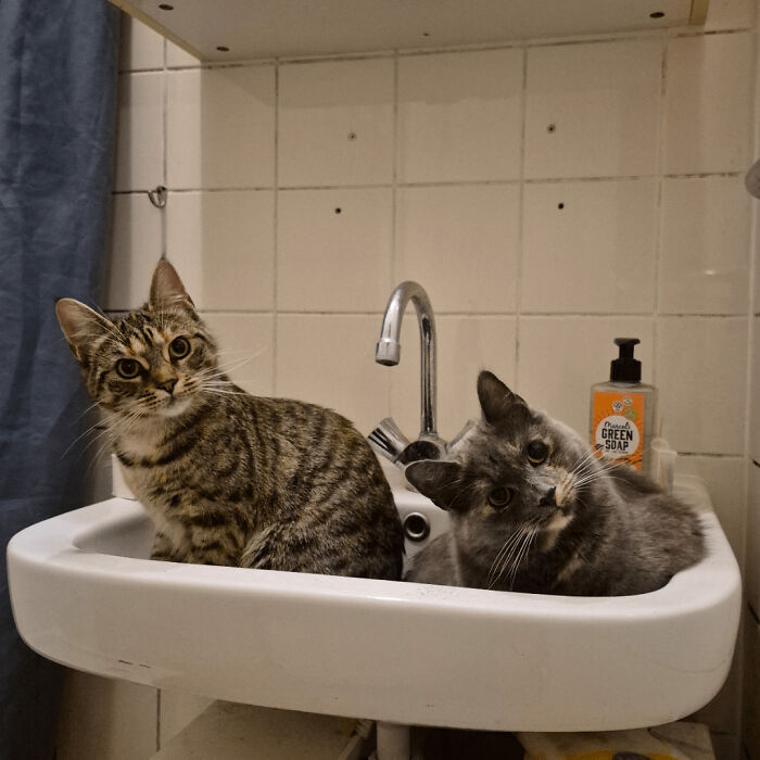 134 Times Cats Made Their Owners Laugh And They Had To Share Pics Online (New Pics)