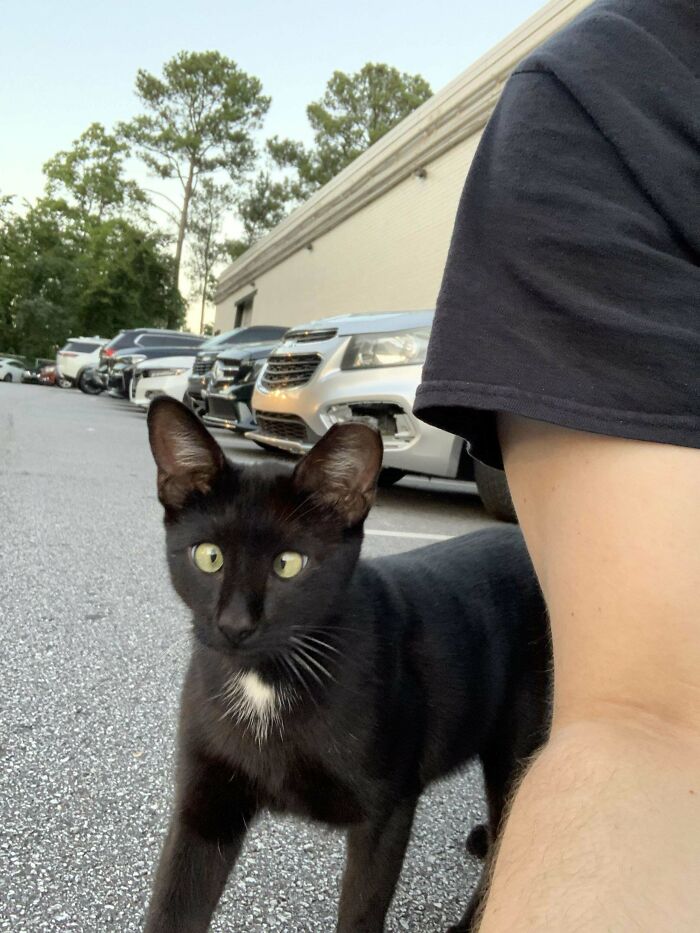 134 Times Cats Made Their Owners Laugh And They Had To Share Pics Online (New Pics)