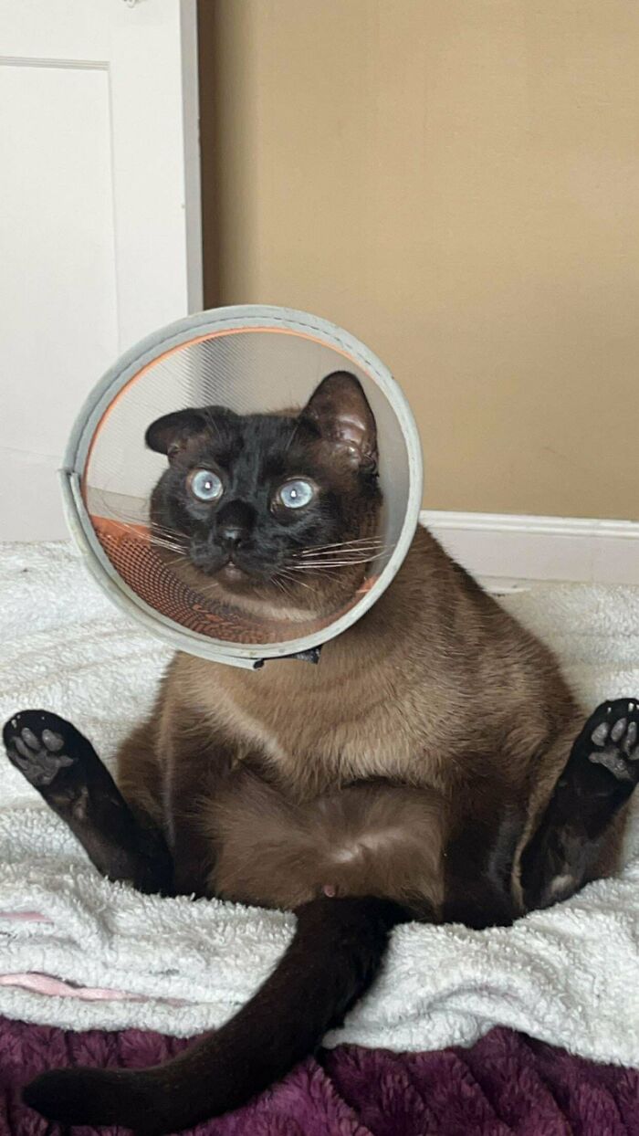 134 Times Cats Made Their Owners Laugh And They Had To Share Pics Online (New Pics)
