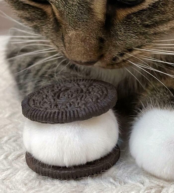 134 Times Cats Made Their Owners Laugh And They Had To Share Pics Online (New Pics)
