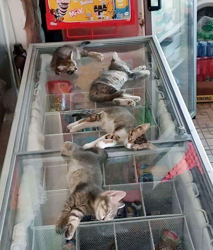 134 Times Cats Made Their Owners Laugh And They Had To Share Pics Online (New Pics)