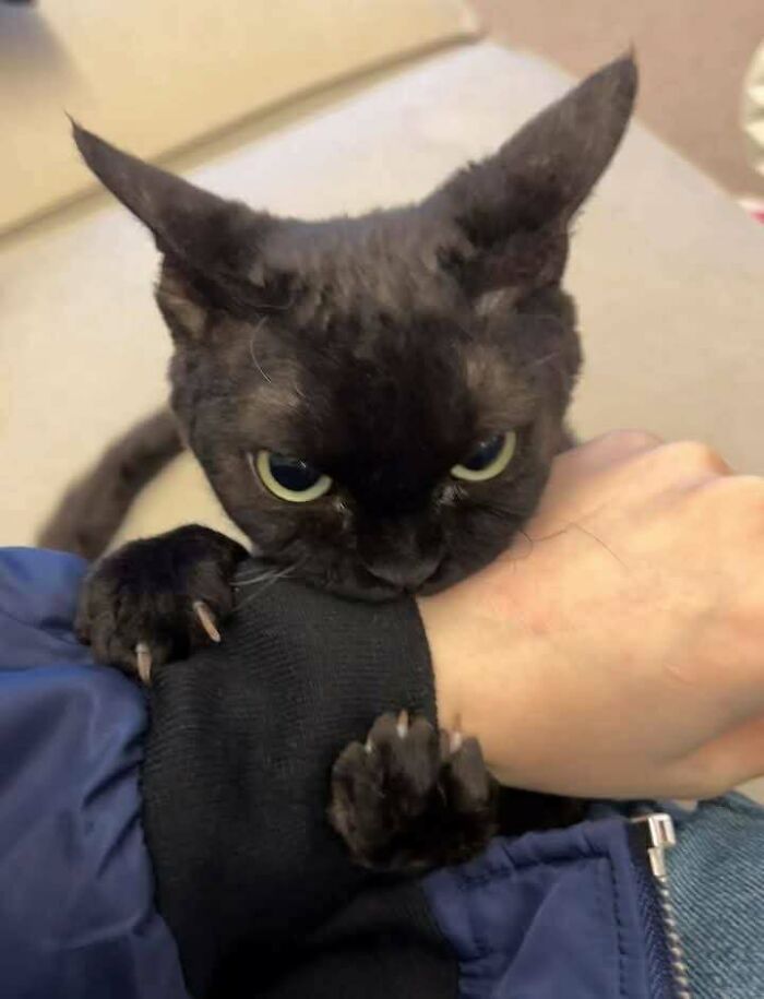 134 Times Cats Made Their Owners Laugh And They Had To Share Pics Online (New Pics)