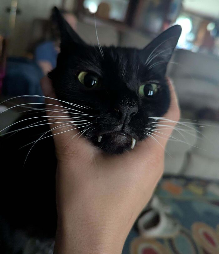 134 Times Cats Made Their Owners Laugh And They Had To Share Pics Online (New Pics)