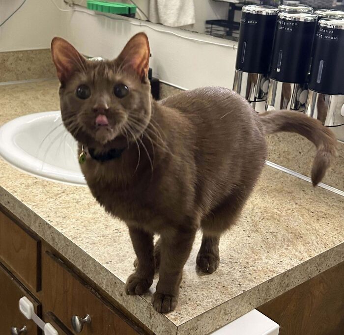 134 Times Cats Made Their Owners Laugh And They Had To Share Pics Online (New Pics)
