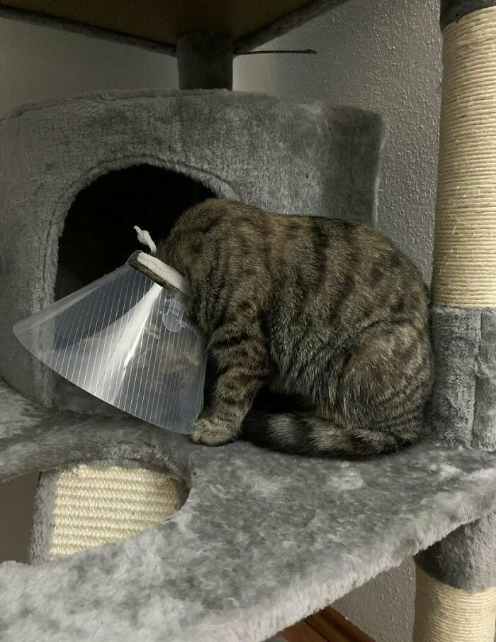 134 Times Cats Made Their Owners Laugh And They Had To Share Pics Online (New Pics)