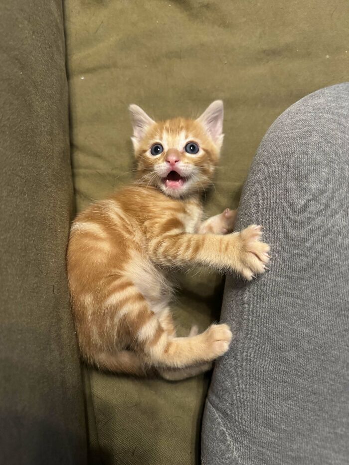 134 Times Cats Made Their Owners Laugh And They Had To Share Pics Online (New Pics)