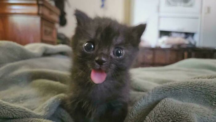 134 Times Cats Made Their Owners Laugh And They Had To Share Pics Online (New Pics)