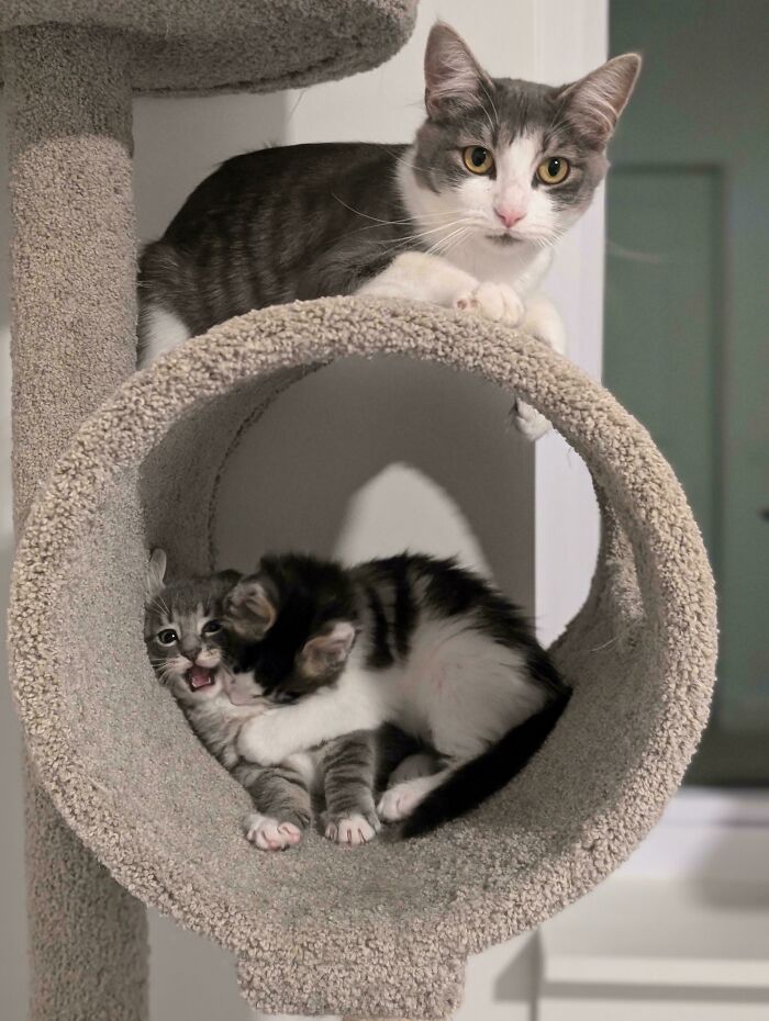 134 Times Cats Made Their Owners Laugh And They Had To Share Pics Online (New Pics)