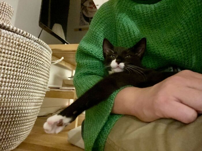 134 Times Cats Made Their Owners Laugh And They Had To Share Pics Online (New Pics)