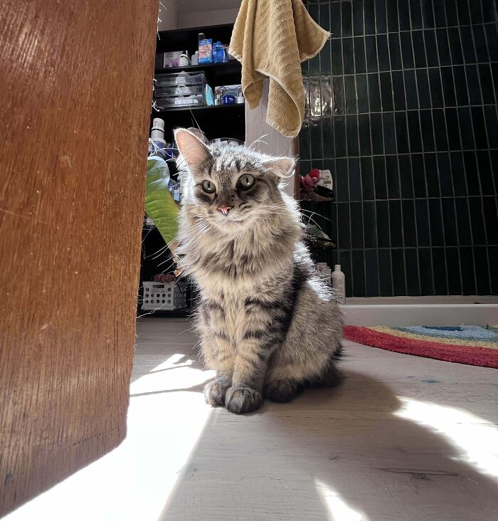 134 Times Cats Made Their Owners Laugh And They Had To Share Pics Online (New Pics)