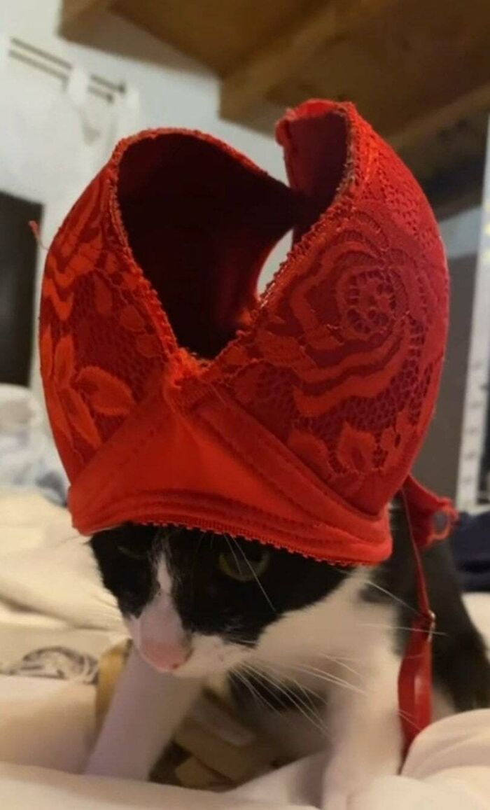 134 Times Cats Made Their Owners Laugh And They Had To Share Pics Online (New Pics)