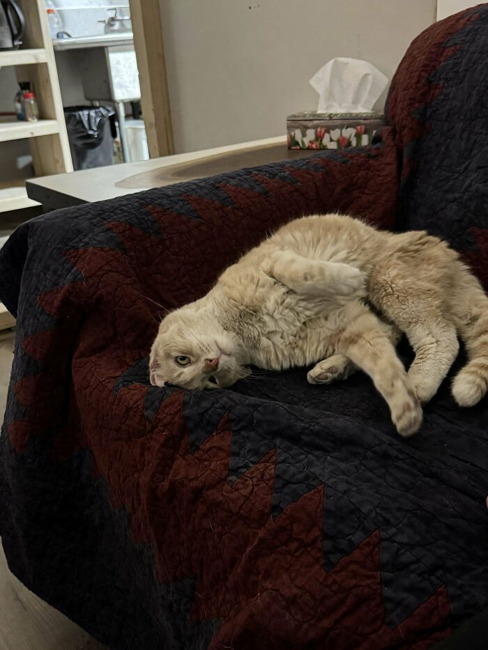 134 Times Cats Made Their Owners Laugh And They Had To Share Pics Online (New Pics)