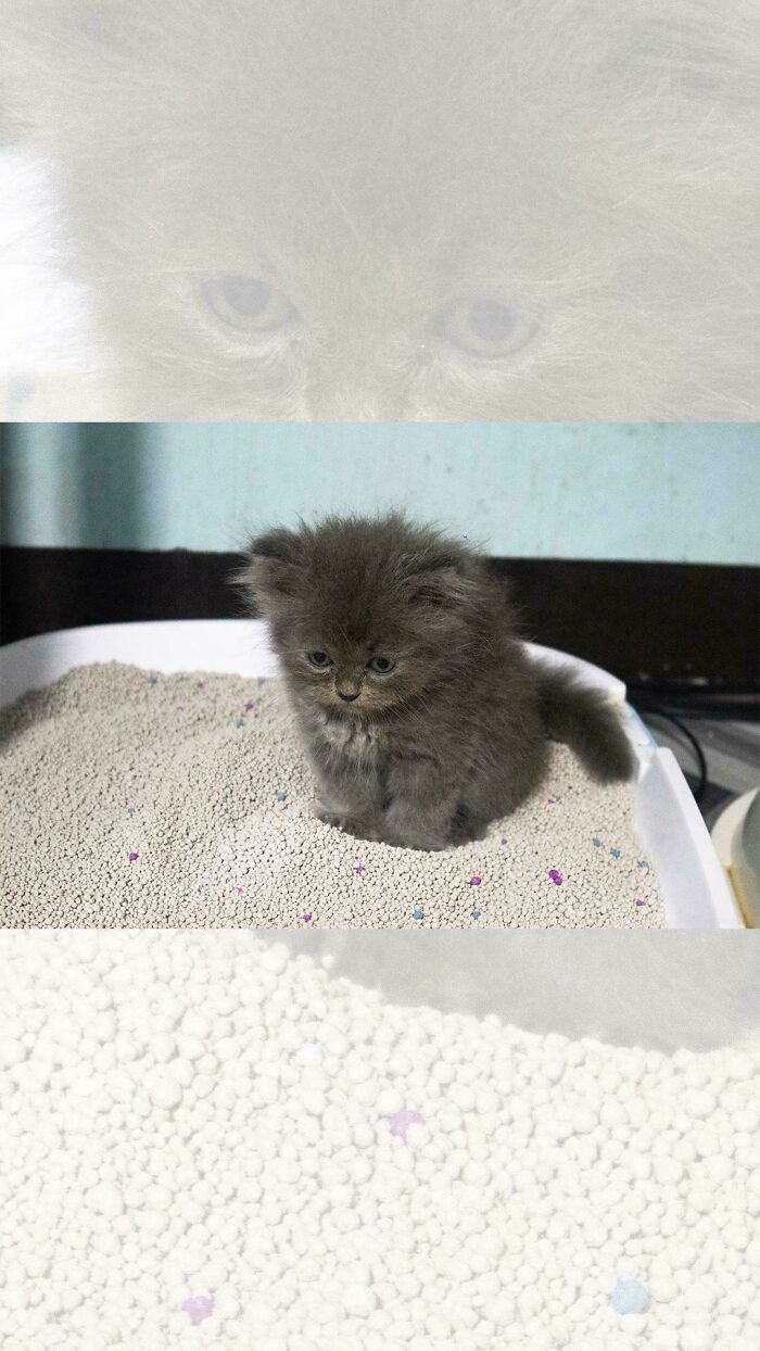 134 Times Cats Made Their Owners Laugh And They Had To Share Pics Online (New Pics)