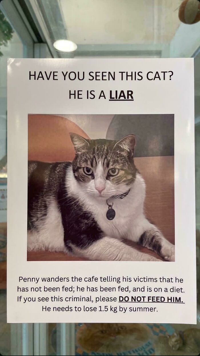 134 Times Cats Made Their Owners Laugh And They Had To Share Pics Online (New Pics)