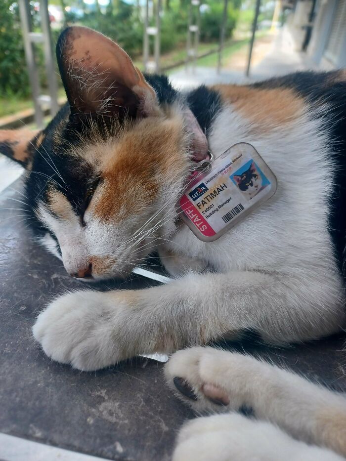 134 Times Cats Made Their Owners Laugh And They Had To Share Pics Online (New Pics)