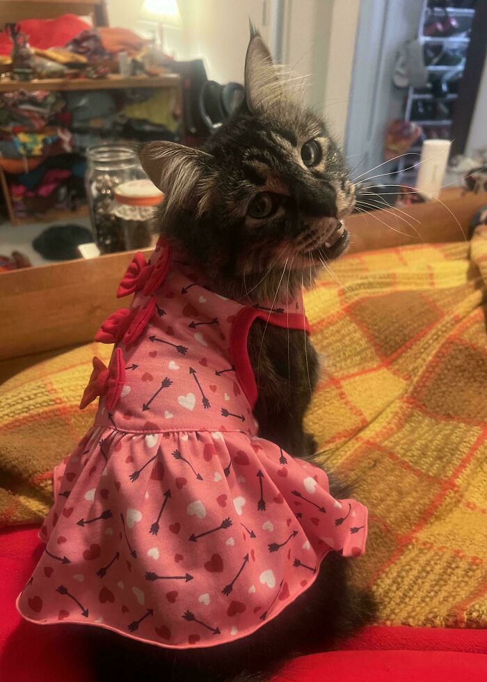 134 Times Cats Made Their Owners Laugh And They Had To Share Pics Online (New Pics)