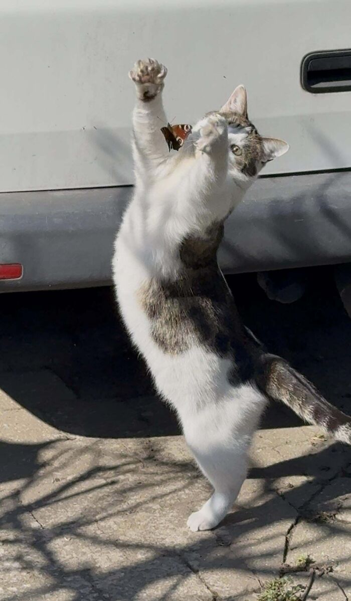 134 Times Cats Made Their Owners Laugh And They Had To Share Pics Online (New Pics)