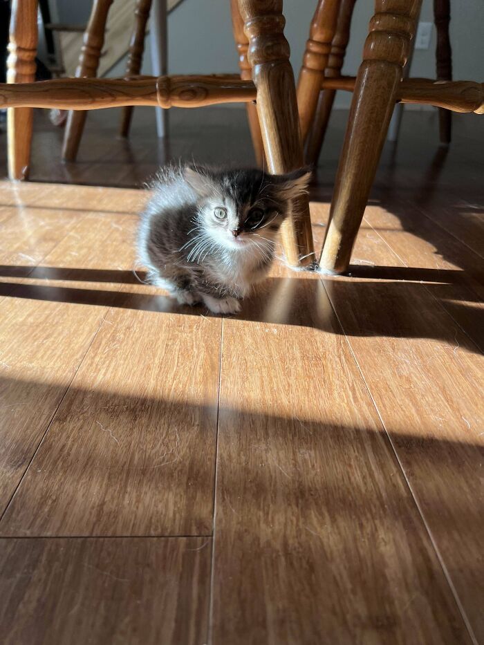 134 Times Cats Made Their Owners Laugh And They Had To Share Pics Online (New Pics)