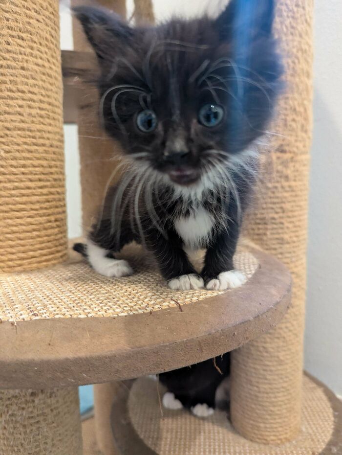 134 Times Cats Made Their Owners Laugh And They Had To Share Pics Online (New Pics)