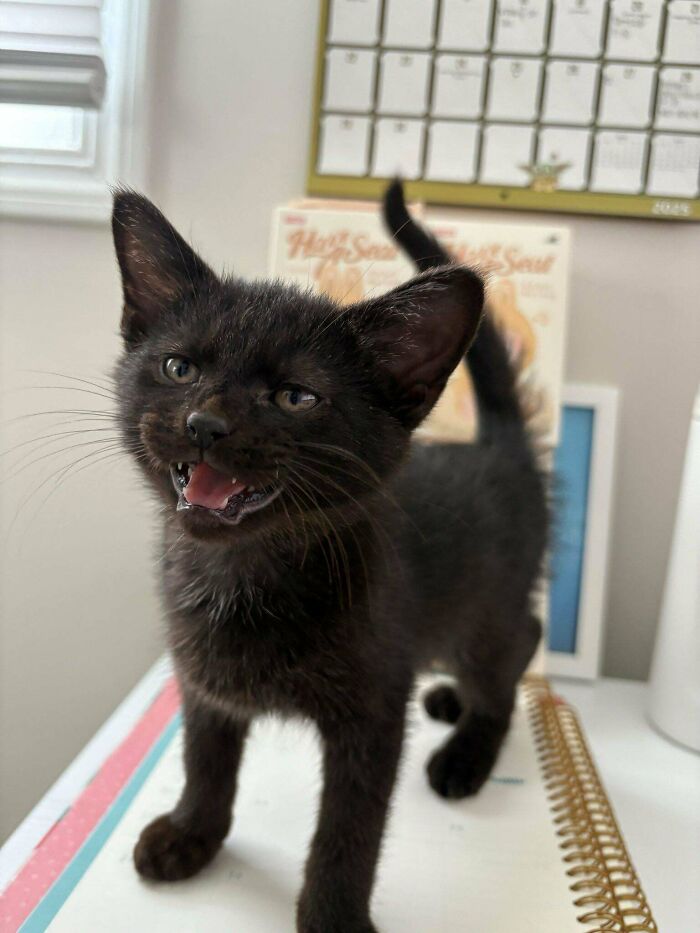 134 Times Cats Made Their Owners Laugh And They Had To Share Pics Online (New Pics)