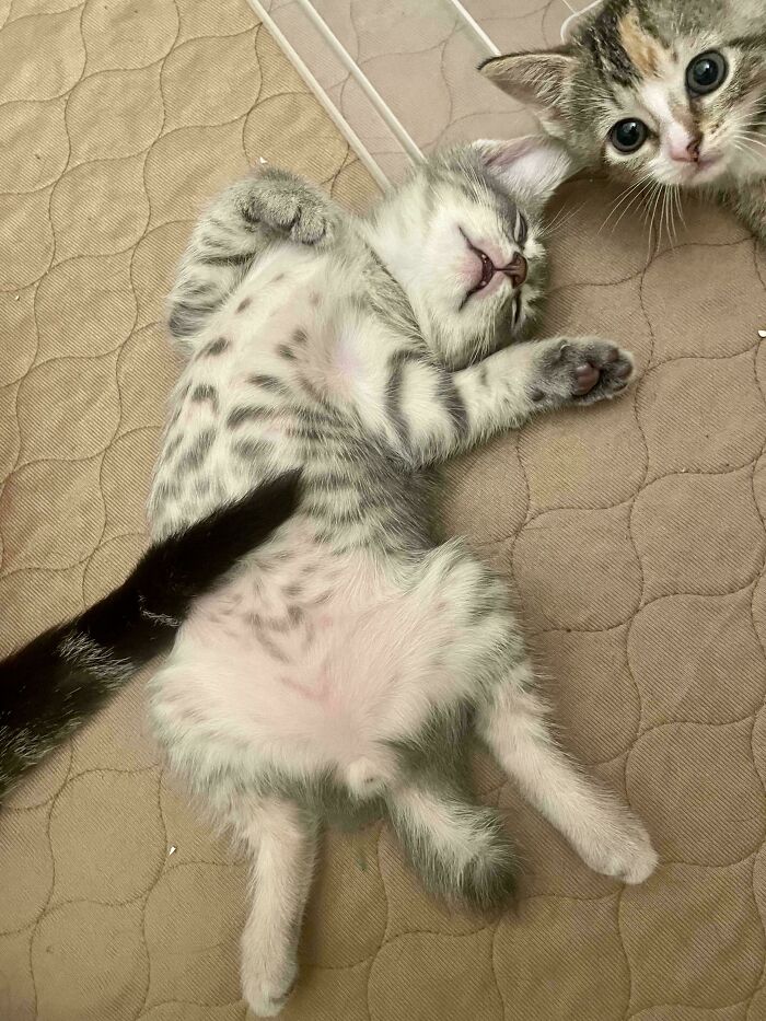 134 Times Cats Made Their Owners Laugh And They Had To Share Pics Online (New Pics)